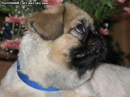 Pekingese Chester mit Sommerlook