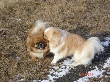 Pekingese die Brüder Sämmy und Benschj beim spielen