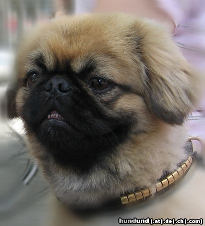 Pekingese letzter Sommerschnitt