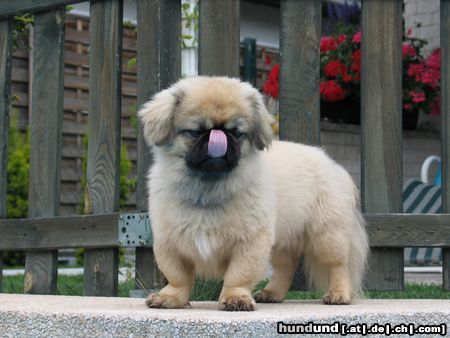 Pekingese Chester am Pool