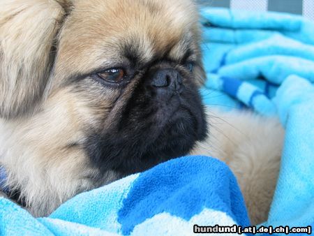 Pekingese Chester am Pool