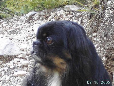 Pekingese Gigolo in den Dolomiten