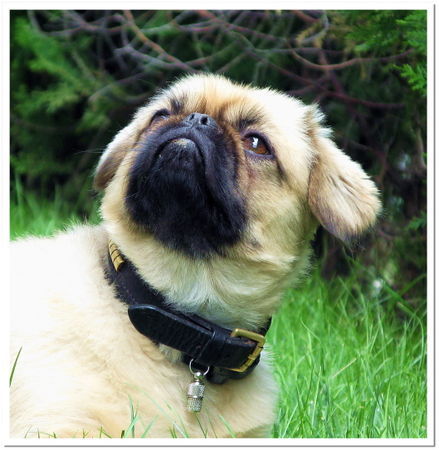 Pekingese Chester