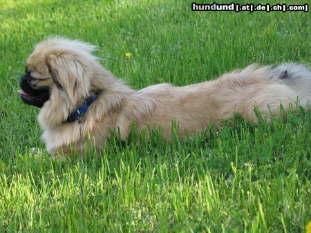 Pekingese Chester