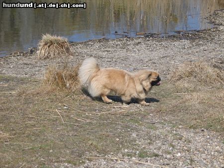 Pekingese Chester