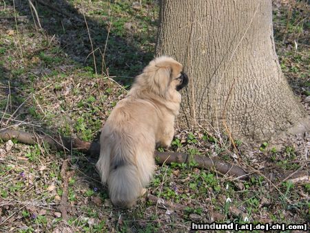 Pekingese Chester