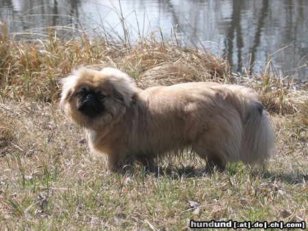 Pekingese