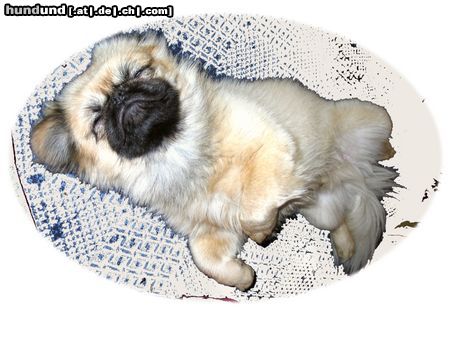 Pekingese Im Hundehimmel