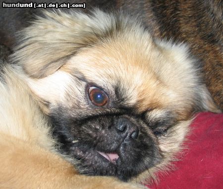 Pekingese und wieder auf der Erde