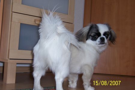 Pekingese Das ist die Abbie