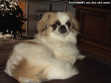 Pekingese susi ist wieder da 