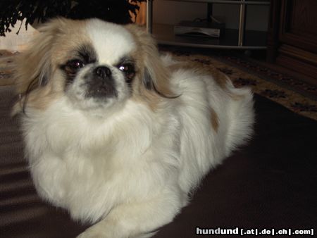 Pekingese susi ist wieder da 