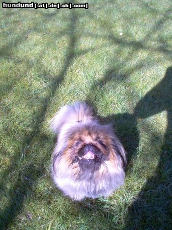 Pekingese Chippy