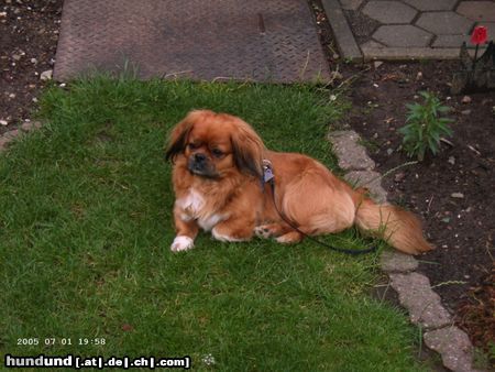 Pekingese floki im garten