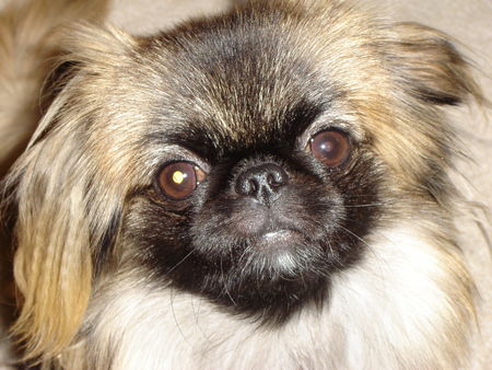 Pekingese ich bin nelly