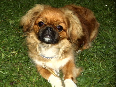 Pekingese das ist buffy