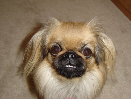 Pekingese Hi, ich bin die Kira!!