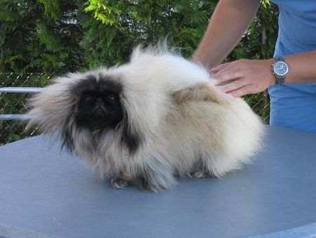 Pekingese Kennel   