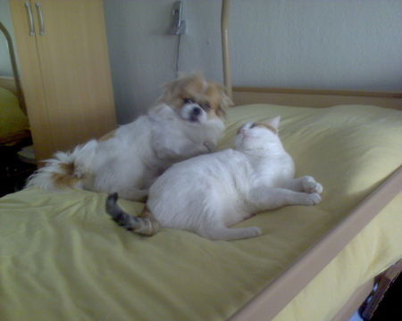 Pekingese Gruppenschmusen