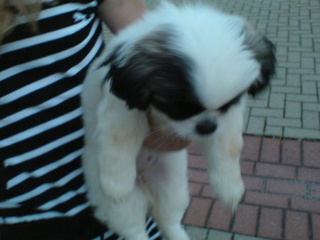 Pekingese Abbie