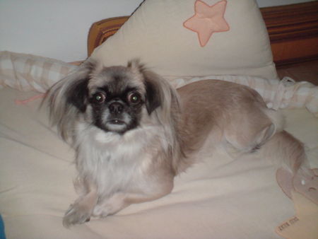 Pekingese