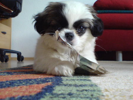 Pekingese Das ist die Abbie