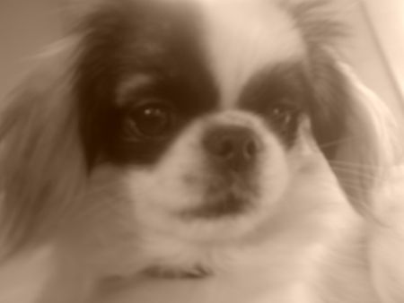 Pekingese Abbie