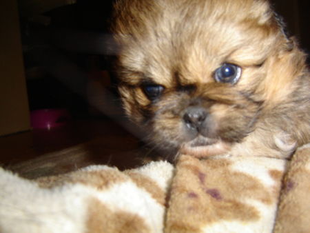 Pekingese baby BabaGabuch