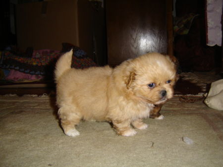 Pekingese baby Lolita