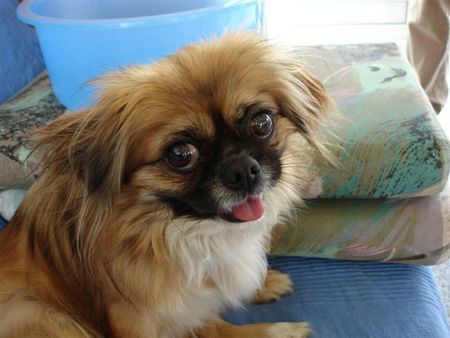 Pekingese Chico