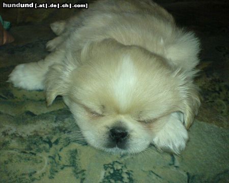 Pekingese Taiki  - hundemüde