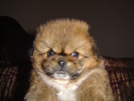 Pekingese Baby Baba 1,5 month age