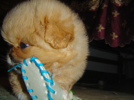 Pekingese I love my shoe!