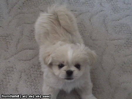 Pekingese Taiki - 10 Wochen 