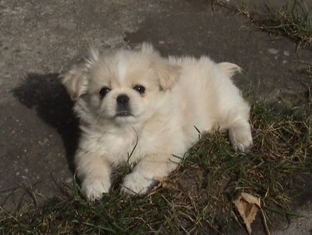 Pekingese Taiki