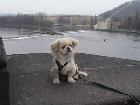 Pekingese unterwegs in Prag