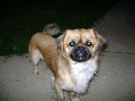 Pekingese Pekinese Medo