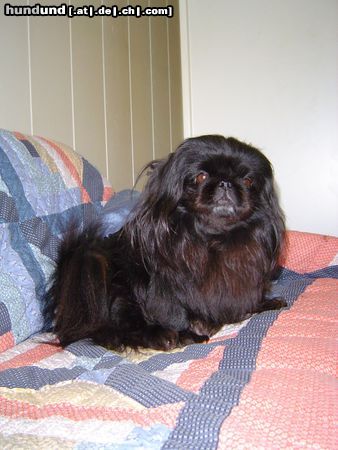 Pekingese Nora 2005