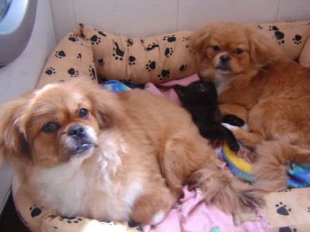 Pekingese love......is love....