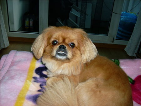 Pekingese hi ich bin jack und will ins fernsehn