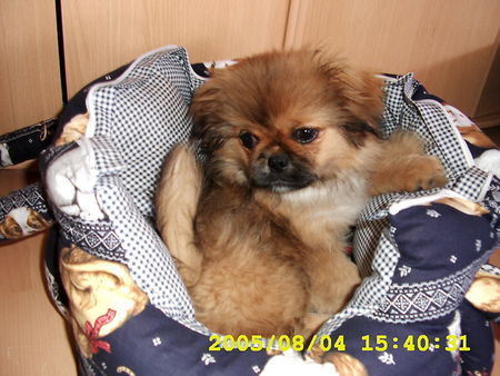 Pekingese Mein kleines Paulchen