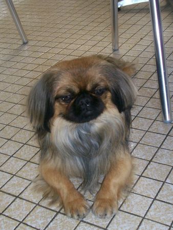 Pekingese Mein Pekinese