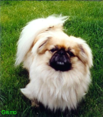 Pekingese