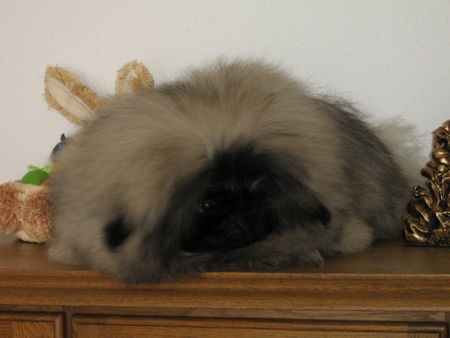 Pekingese   Chaneira  Chuck Norris