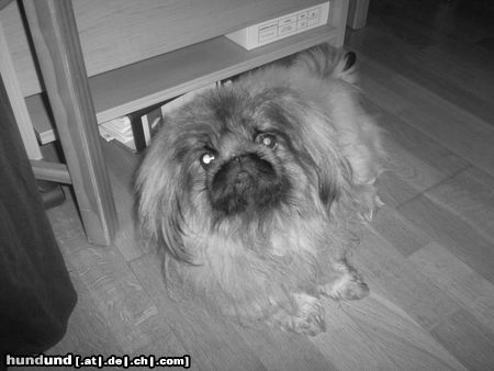 Pekingese Chippy