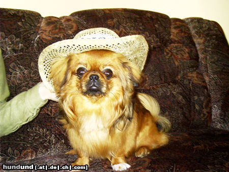 Pekingese