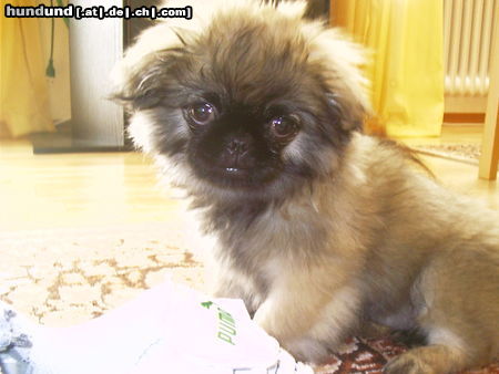 Pekingese