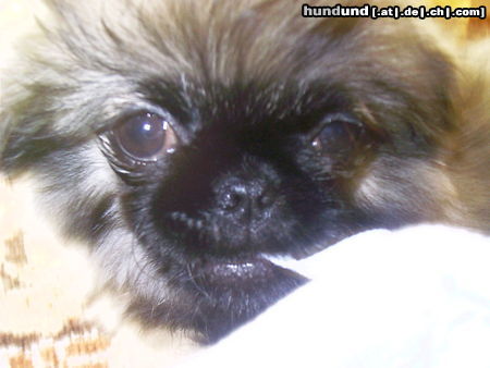 Pekingese