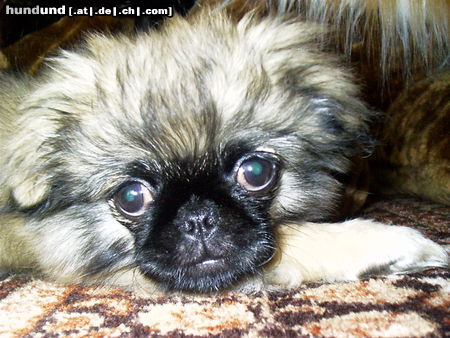 Pekingese