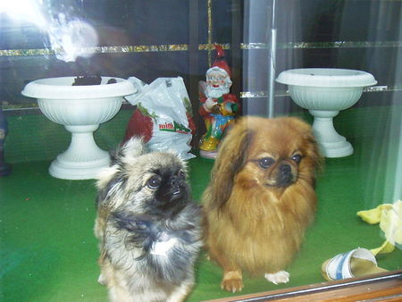 Pekingese Maja & Johnny